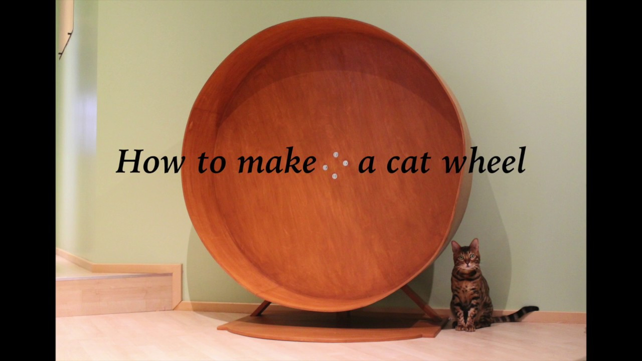 Best ideas about Cat Exercise Wheel DIY
. Save or Pin How to make a cat wheel Now.