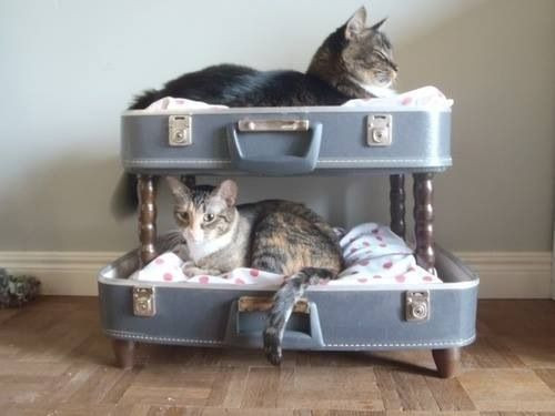 Best ideas about Cat Furniture DIY
. Save or Pin DIY Cat furniture Crazy Cat Lady album Now.