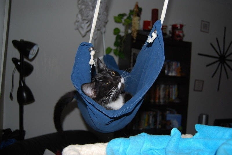 Best ideas about Cat Hammock DIY
. Save or Pin Cat Hammock · How To Make A Pet Bed · Needlework on Cut Now.