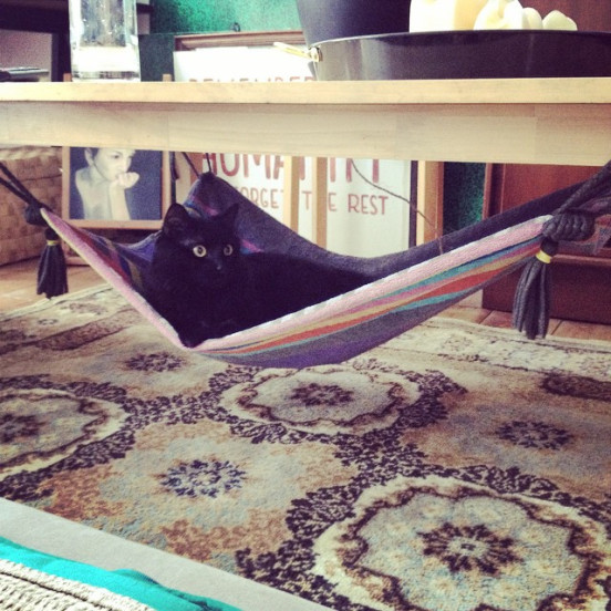 Best ideas about Cat Hammock DIY
. Save or Pin DIY magic carpet cat hammock Now.