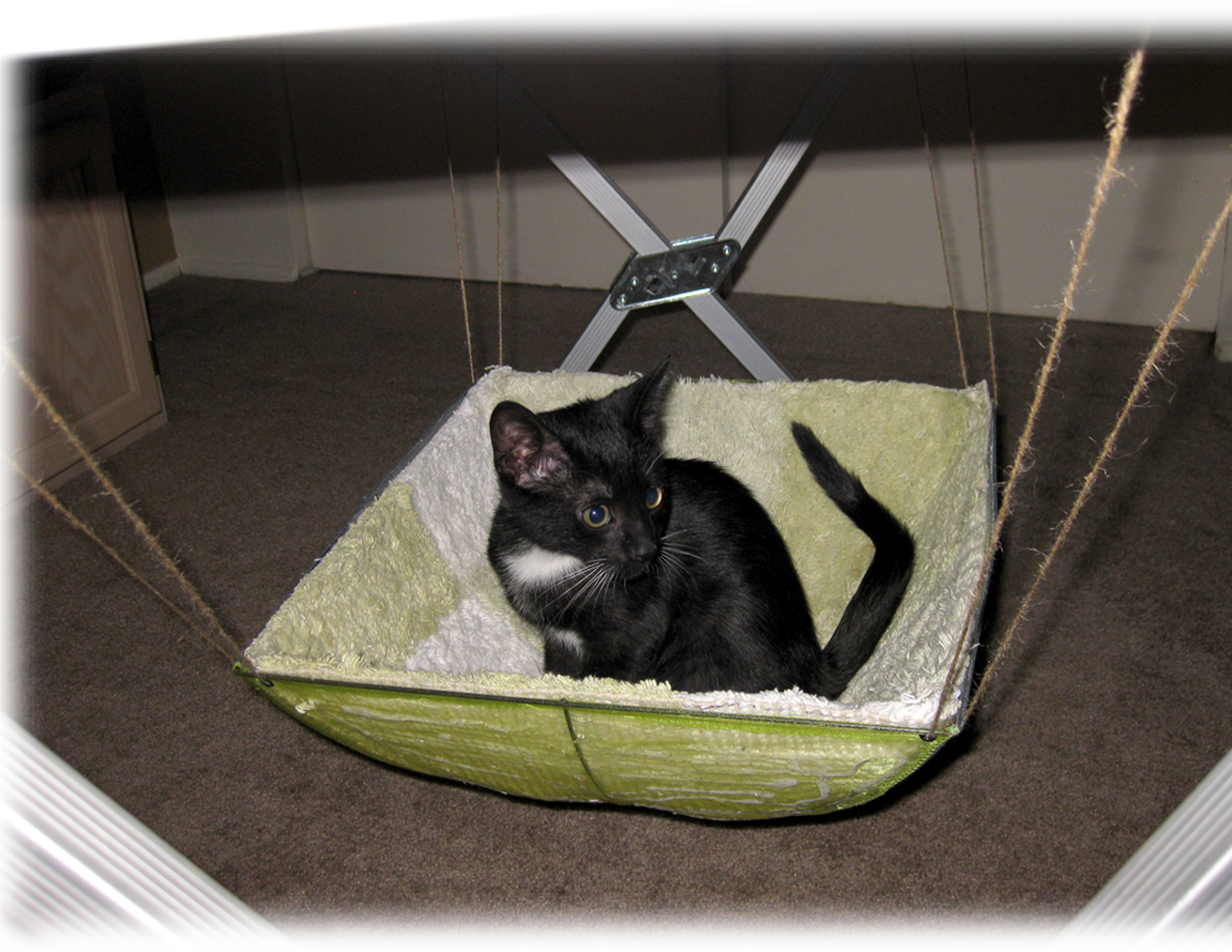 Best ideas about Cat Hammock DIY
. Save or Pin D I Y Cat Hammock Now.