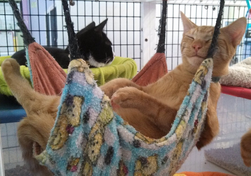 Best ideas about Cat Hammock DIY
. Save or Pin DIY – Jeanne Foguth s Blog Now.