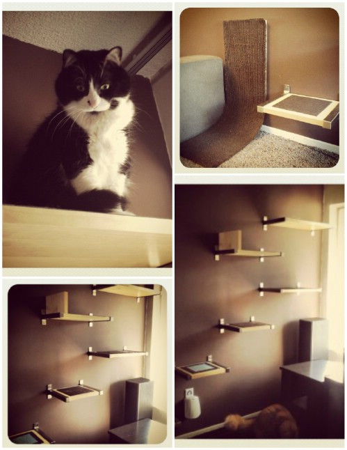 Best ideas about Cat Shelves DIY
. Save or Pin 20 Purrfect DIY Projects for Cat Owners DIY & Crafts Now.
