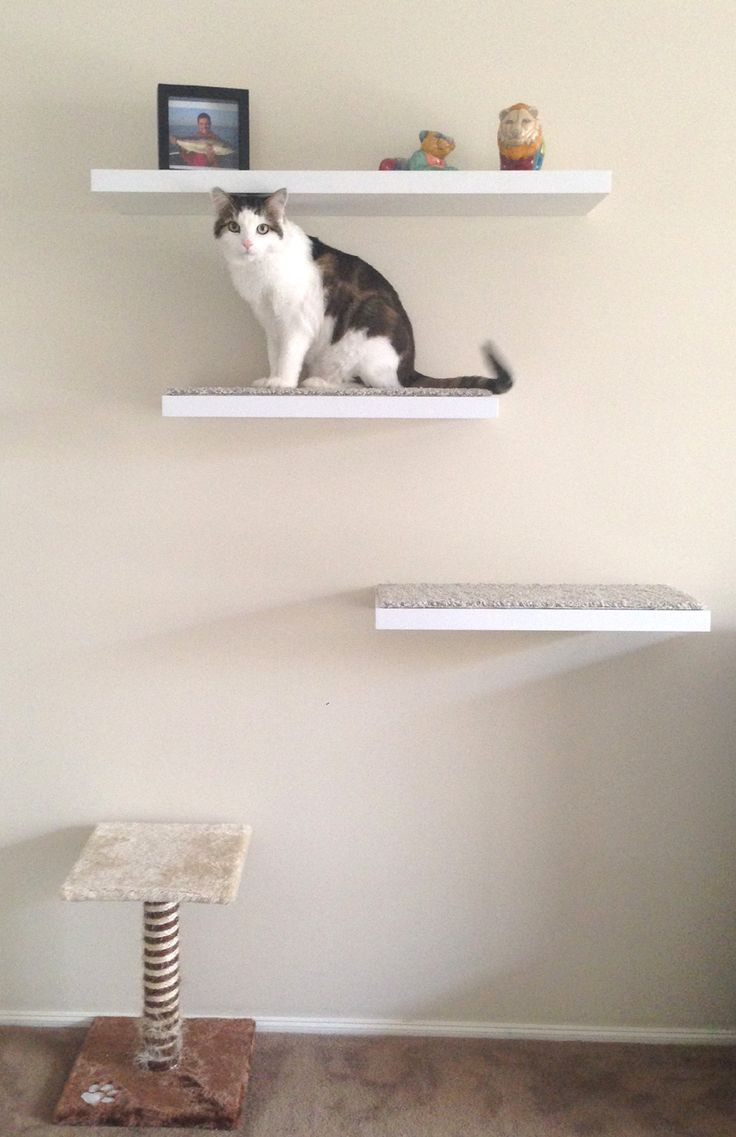 Best ideas about Cat Shelves DIY
. Save or Pin DIY Cat Shelves For Fido Now.