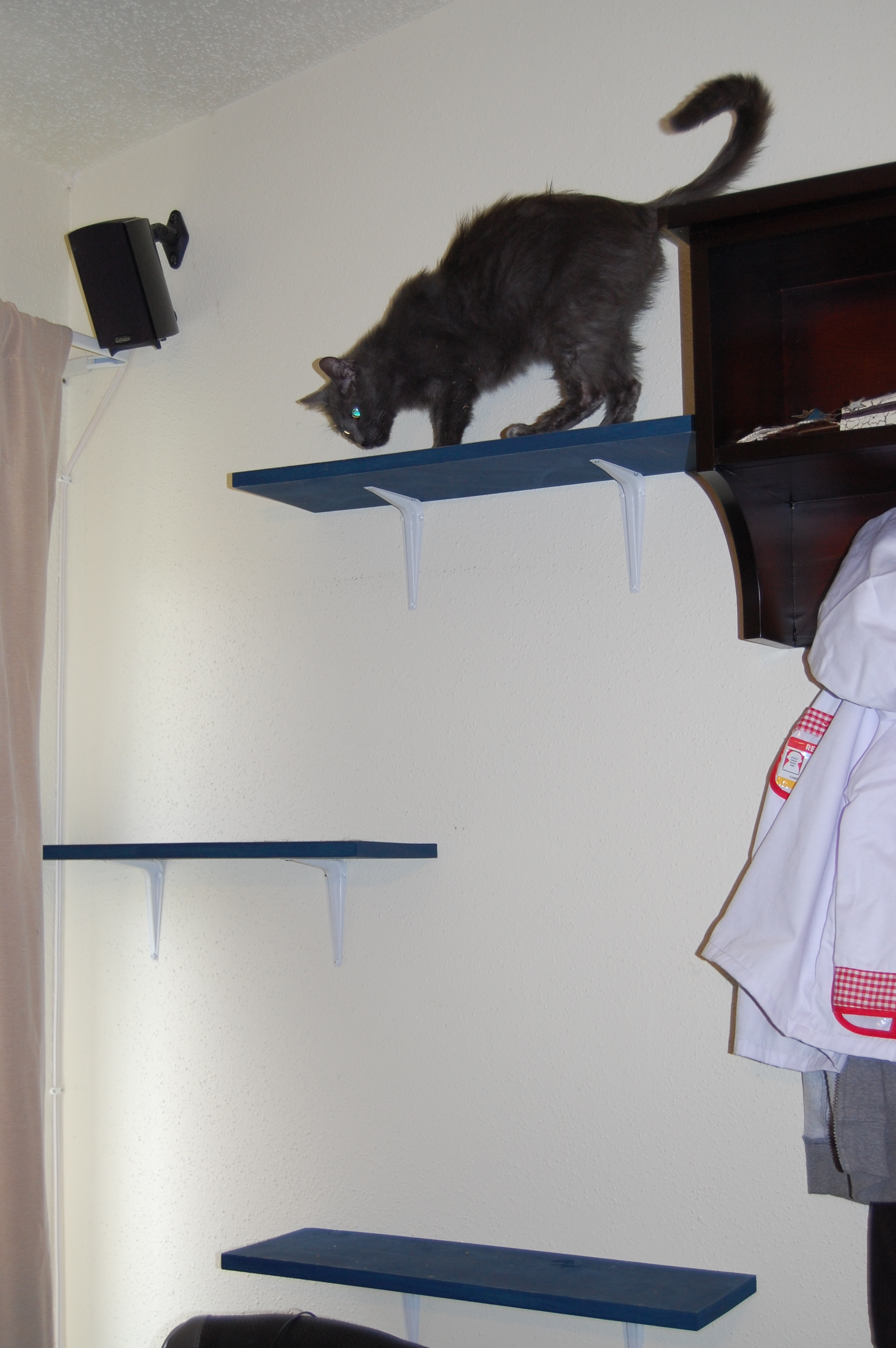 Best ideas about Cat Shelves DIY
. Save or Pin Cat Shelves DIY sensiblysara Now.