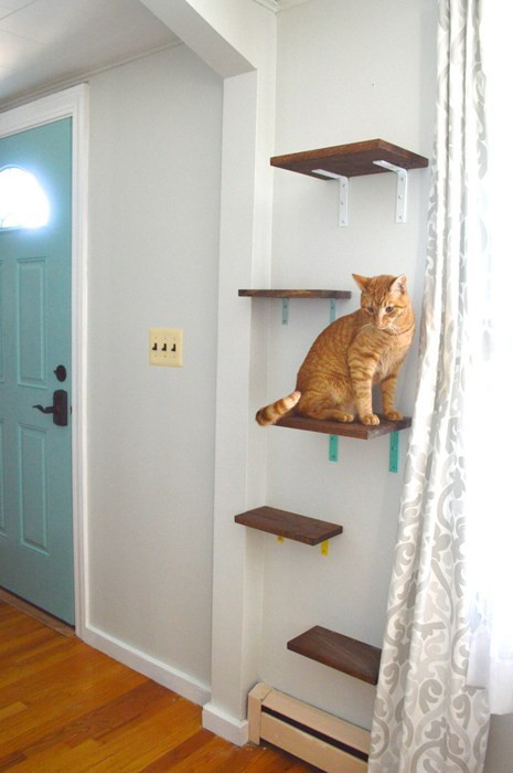 Best ideas about Cat Shelves DIY
. Save or Pin Cat Shelves yes you read that right – Plaster & Disaster Now.