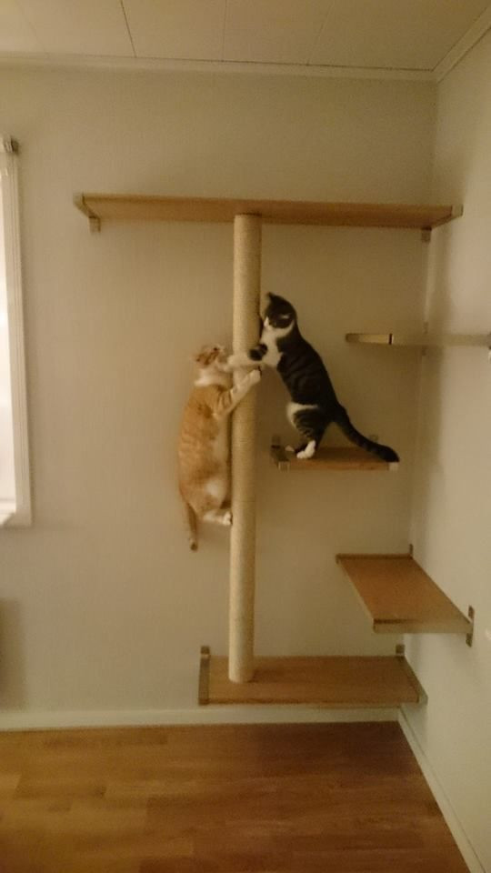 Best ideas about Cat Shelves DIY
. Save or Pin 51 Cat Shelf Ikea Cat Tree With Ikea Lack IKEA Hackers Now.