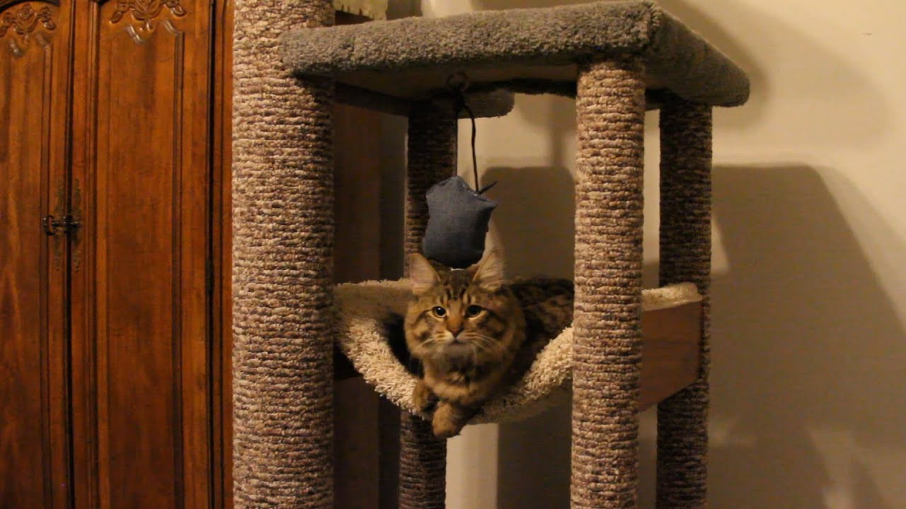 Best ideas about Cat Tower DIY
. Save or Pin How to DIY heavy Duty Cat Tree Tower Climber for a Now.