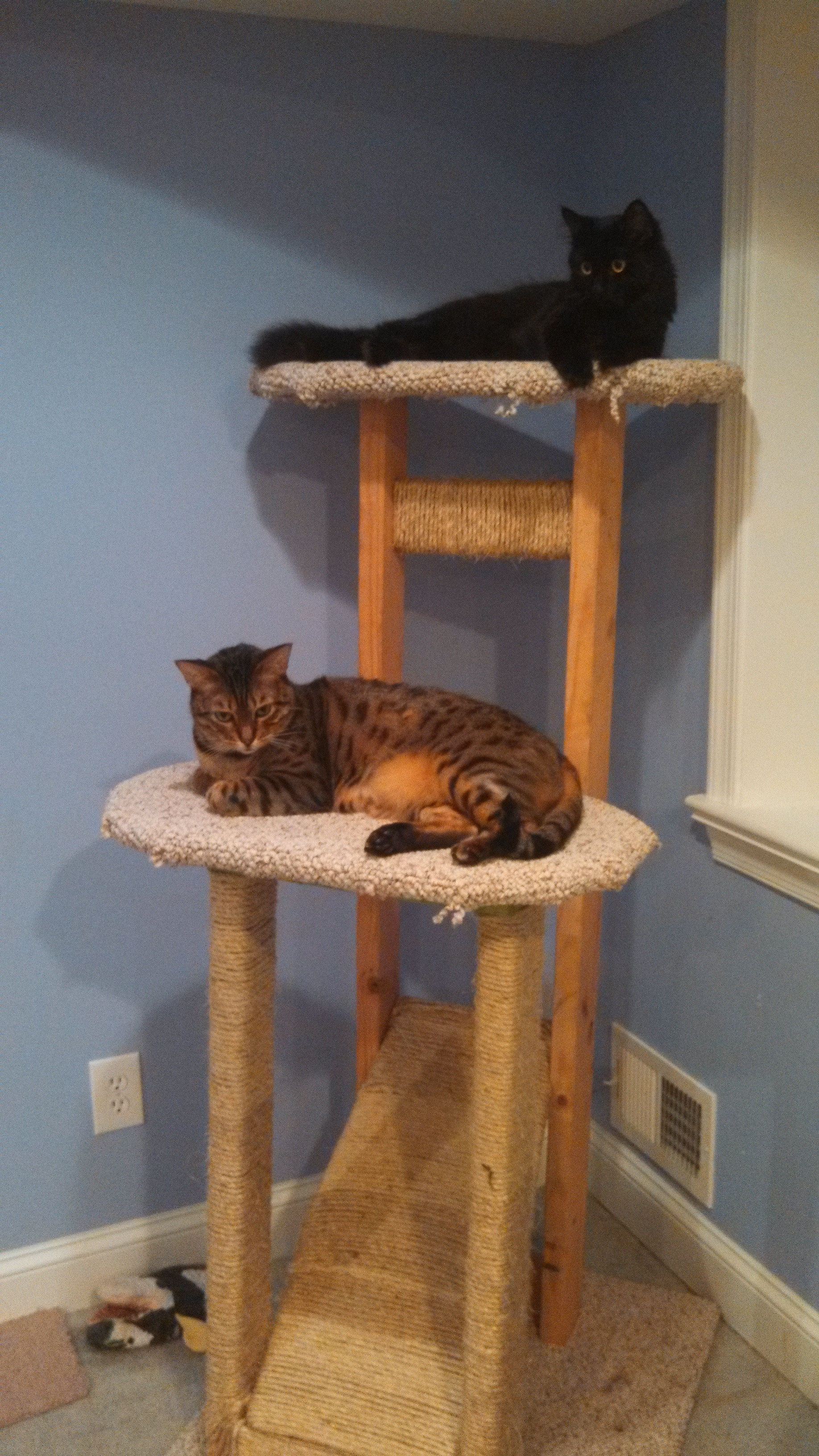 Best ideas about Cat Tree DIY
. Save or Pin homemade “cat tree” Now.