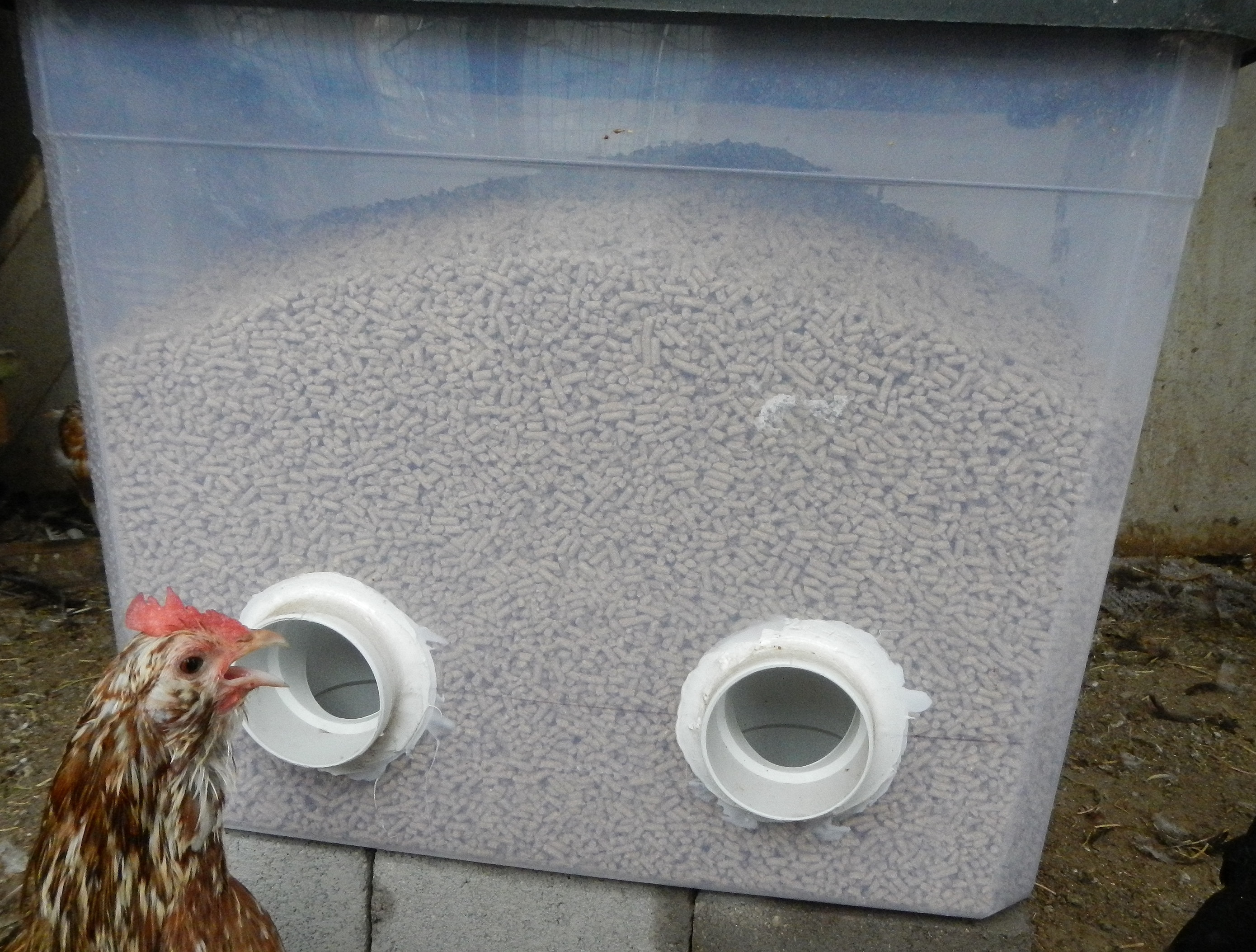 Best ideas about Chicken Feeder DIY
. Save or Pin DIY No Waste feeder My Pet Chicken Blog Now.