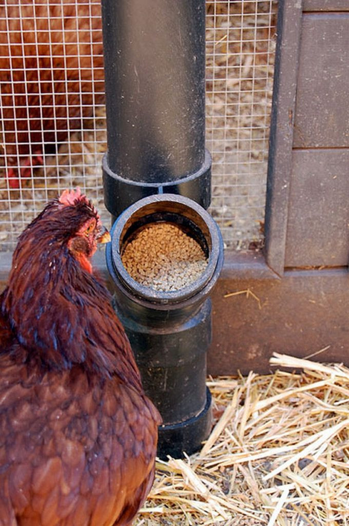 Best ideas about Chicken Feeder DIY
. Save or Pin How to build an inexpensive chicken feeder from PVC – The Now.