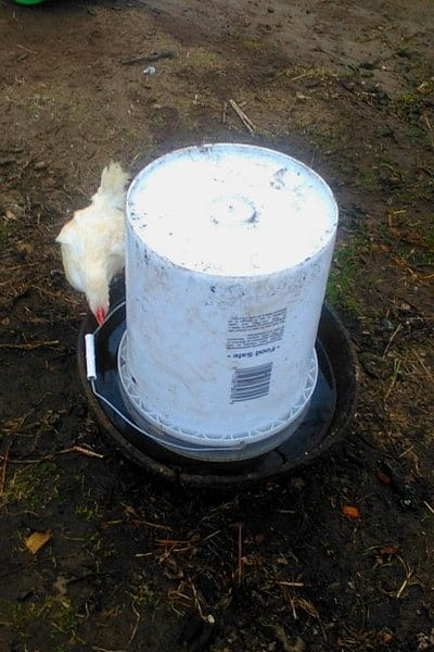 Best ideas about Chicken Waterer DIY
. Save or Pin Easiest DIY Automatic Chicken Waterer You ll Ever Make Now.