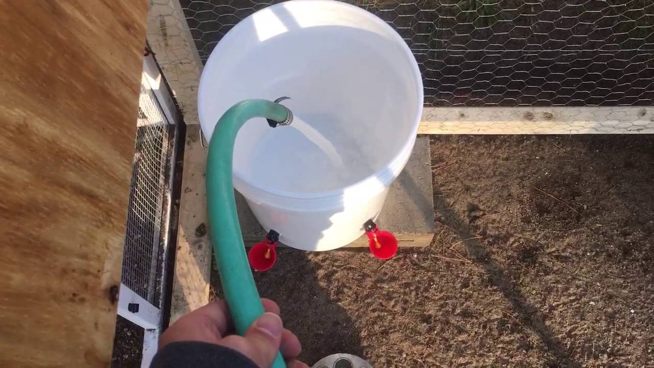Best ideas about Chicken Waterer DIY
. Save or Pin How To Make A Chicken Waterer Using 5 Gallon Bucket Easy Now.