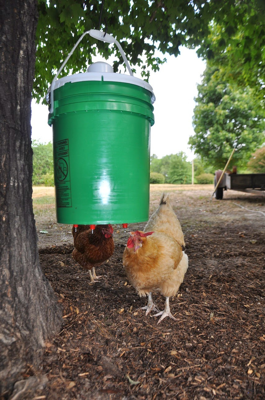 Best ideas about Chicken Waterer DIY
. Save or Pin DIY Chicken Waterer Now.