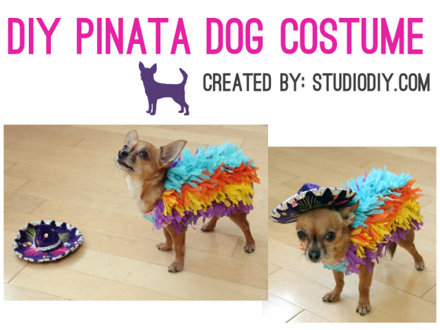 Best ideas about Cinco De Mayo Costumes DIY
. Save or Pin Celebrate Cinco de Mayo with Your Pets Irresistible Pets Now.