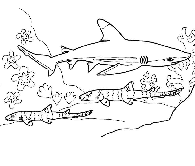 Best ideas about Coloring Pages For Boys Sharks
. Save or Pin Shark Coloring Pages 12 Coloring Kids Now.