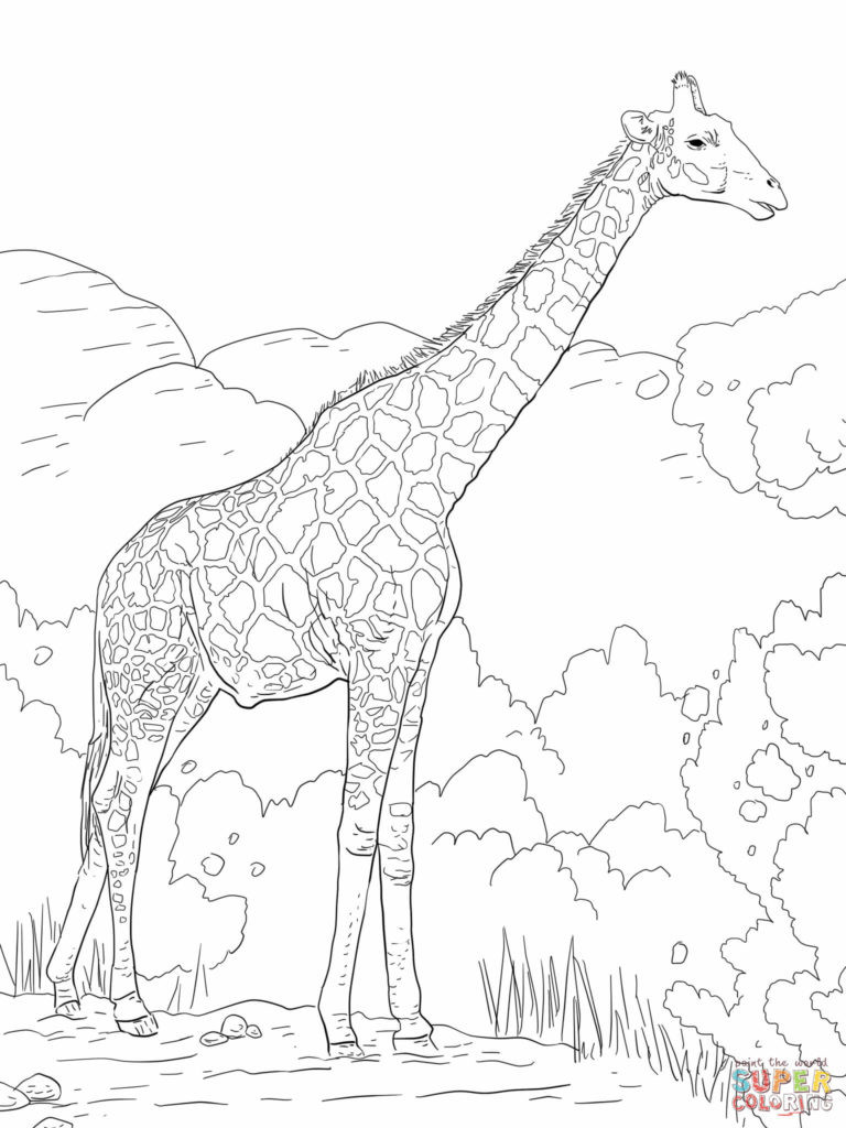 Best ideas about Coloring Pages For Teens Of Zerbra And Giraffe
. Save or Pin Coloring Pages Giraffes Coloring Pages Free Coloring Now.