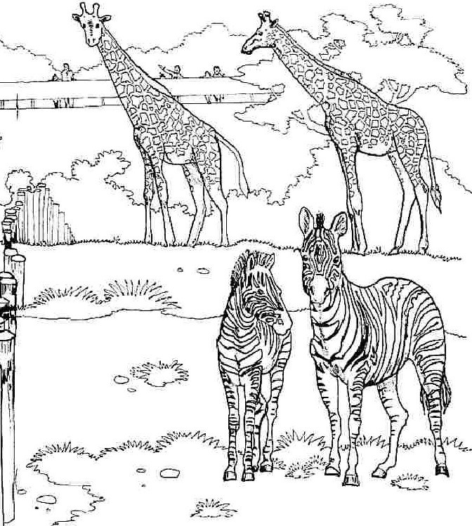 Best ideas about Coloring Pages For Teens Of Zerbra And Giraffe
. Save or Pin giraffe and zebra coloring page Preschool and Homeschool Now.