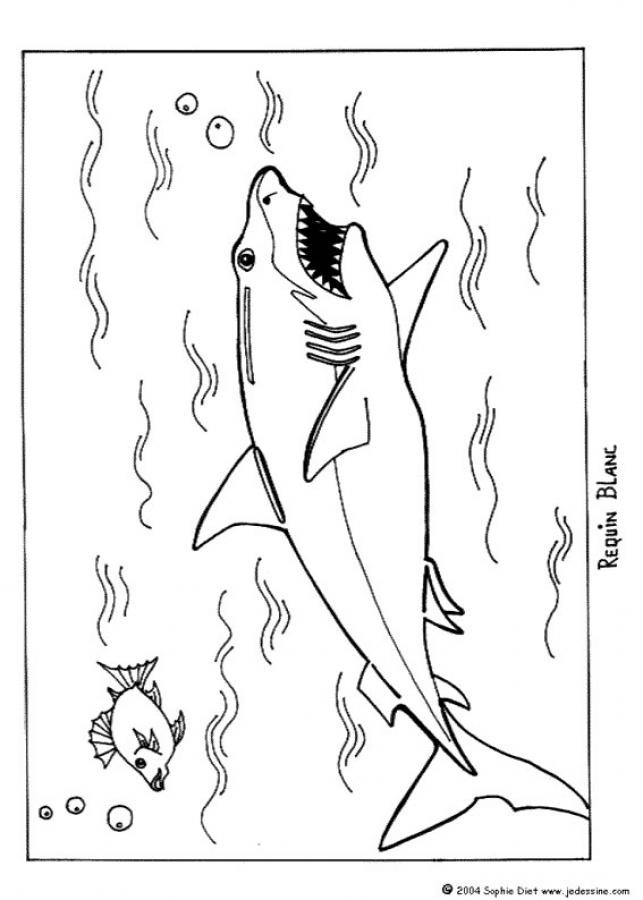 Best ideas about Cool Shark Coloring Sheets For Boys
. Save or Pin Desenhos para colorir de desenho de um enorme tubarão Now.