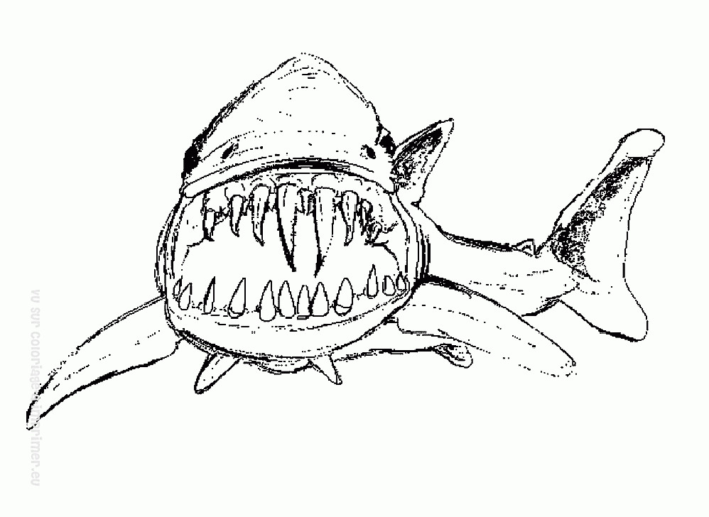 Best ideas about Cool Shark Coloring Sheets For Boys
. Save or Pin Coloriage Requin Les beaux dessins de Animaux à imprimer Now.