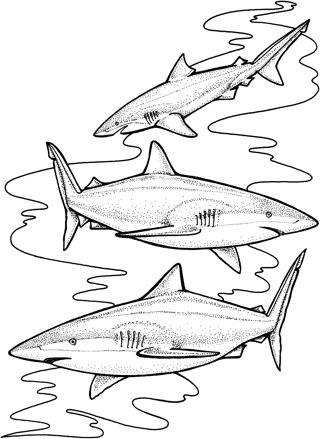 Best ideas about Cool Shark Coloring Sheets For Boys
. Save or Pin Free Shark Coloring Pages Now.