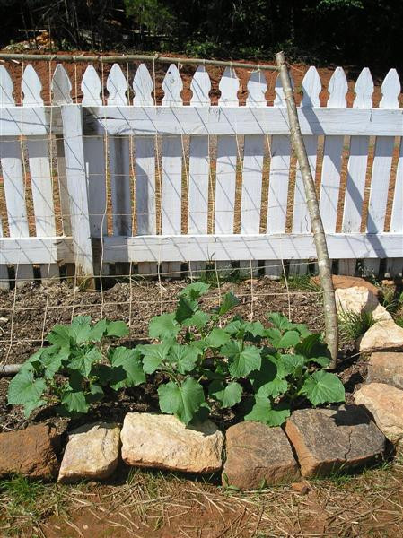 Best ideas about Cucumber Trellis DIY
. Save or Pin Homemade Cucumber Trellis • New Life A Homestead Now.