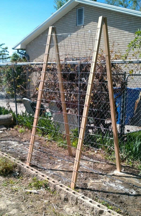 Best ideas about Cucumber Trellis DIY
. Save or Pin DIY cucumber trellis 2x3s concrete reinforcement mesh Now.