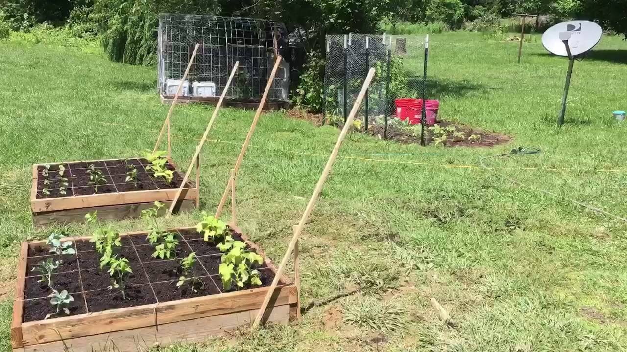 Best ideas about Cucumber Trellis DIY
. Save or Pin Cucumber and squash trellis for under $10 Now.