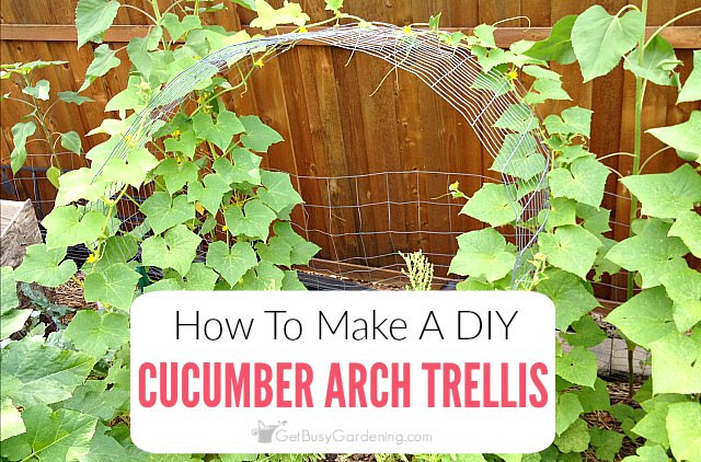 Best ideas about Cucumber Trellis DIY
. Save or Pin Cucumber Trellis DIY How To Make A Cucumber Arch Trellis Now.