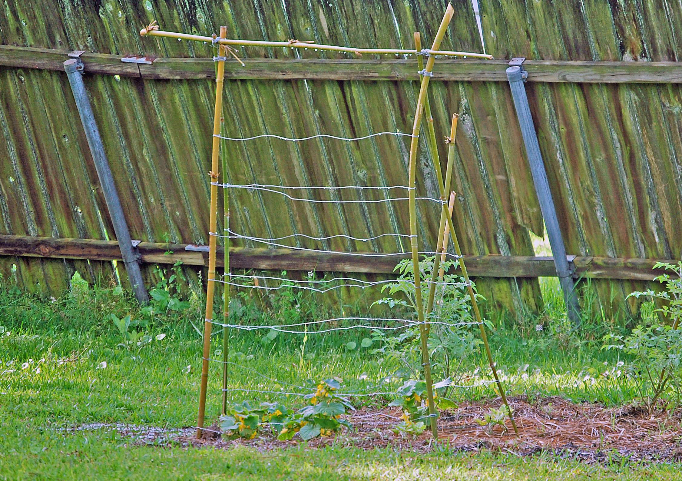 Best ideas about Cucumber Trellis DIY
. Save or Pin Self Sufficience Cage Free Mom Now.