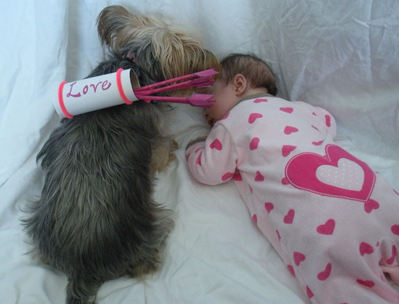 Best ideas about Cupid Costume DIY
. Save or Pin PETS DIY Cupid pet costume Really Awesome Costumes Now.