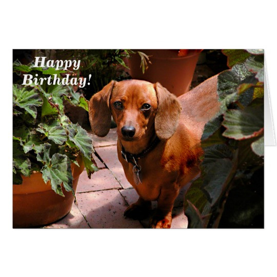 Best ideas about Dachshund Birthday Card
. Save or Pin Humorous Dachshund Birthday Card Now.