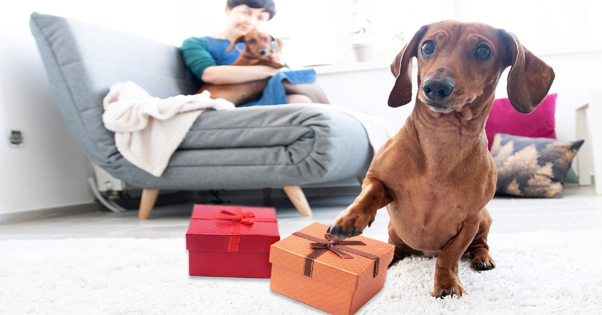 Best ideas about Dachshund Gift Ideas
. Save or Pin 6 Dachshund Gift Ideas for Hounds and their owners Now.