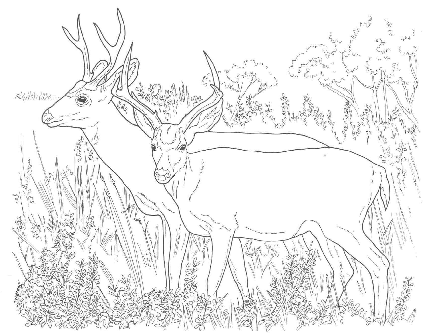Best ideas about Deer Coloring Pages For Adults
. Save or Pin Animal Coloring Pages Mule Deer Coloring Pages Now.