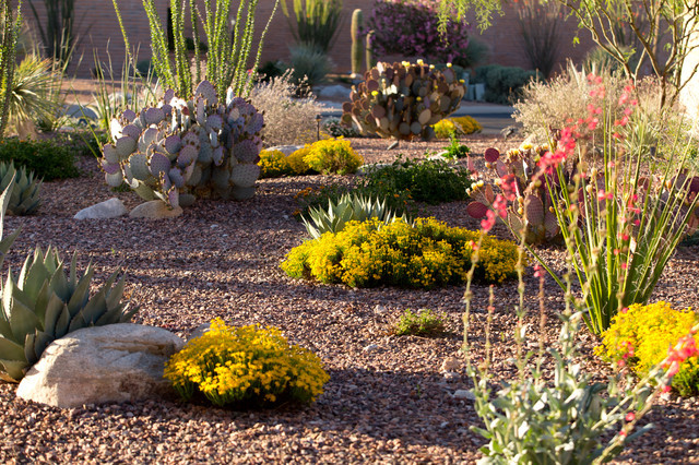 Best ideas about Desert Landscape Design
. Save or Pin Mesa Desert Landscaping Xeriscape AZ Landscape Creations Now.
