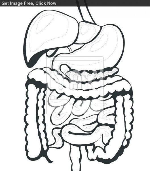 Best ideas about Digestive System Coloring Sheets For Kids
. Save or Pin Digestive System Now.