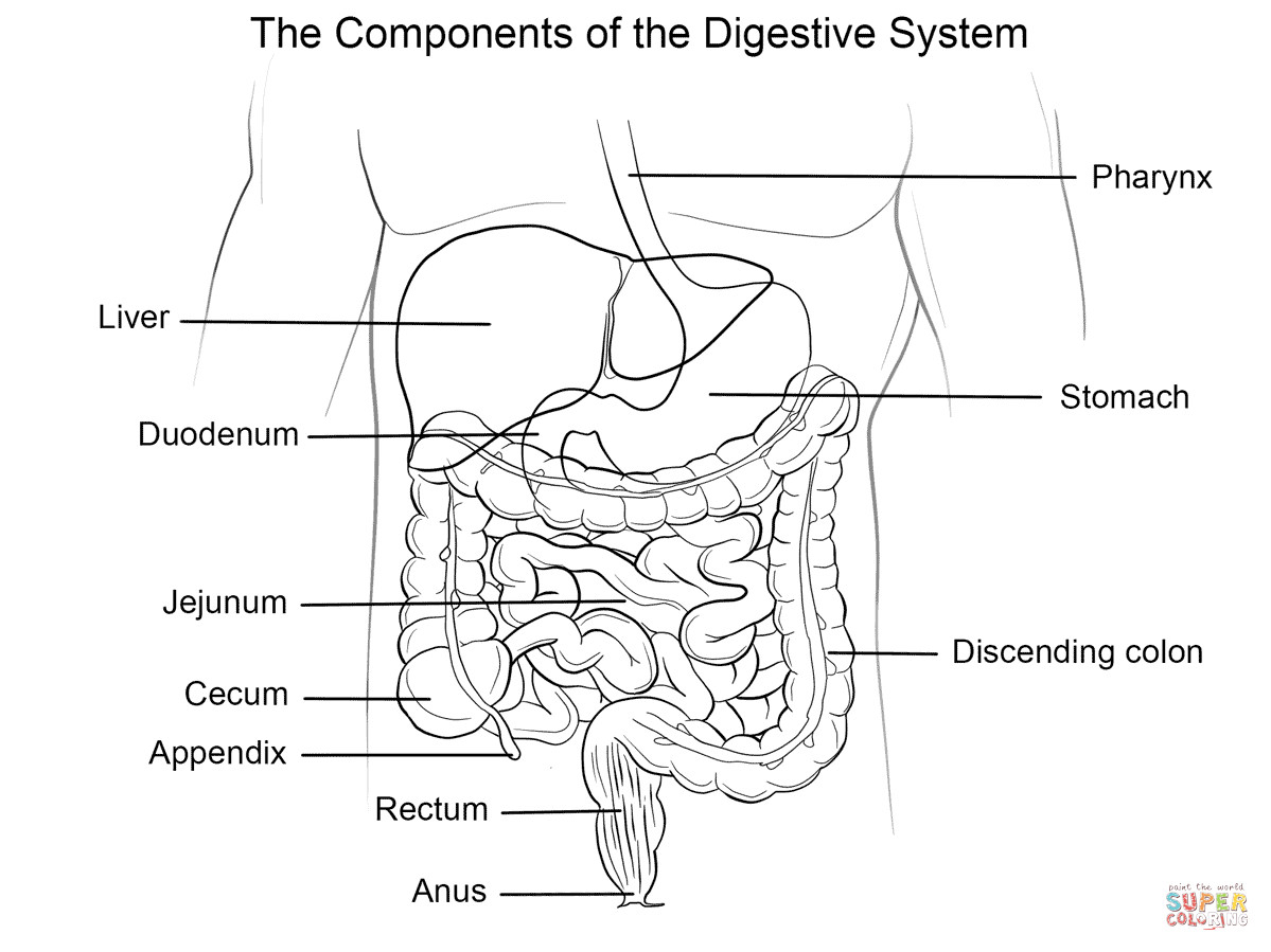 Best ideas about Digestive System Coloring Sheets For Kids
. Save or Pin Human Digestive System coloring page Now.