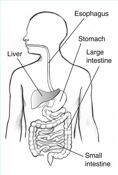 Best ideas about Digestive System Coloring Sheets For Kids
. Save or Pin Digestive System Blank Diagram for Kids Now.