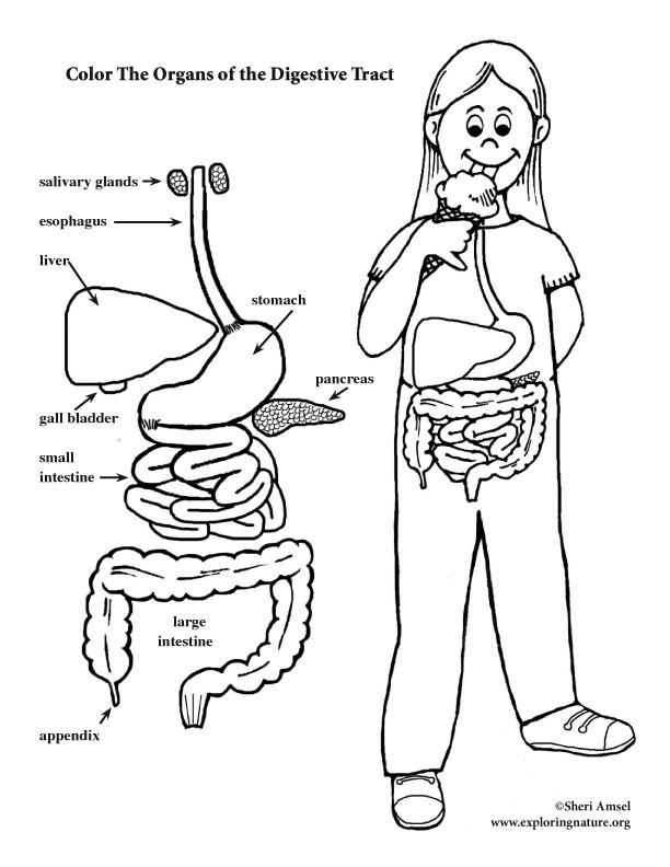 Best ideas about Digestive System Coloring Sheets For Kids
. Save or Pin Digestive Tract Coloring Page Elementary Now.