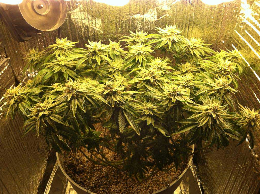 Best ideas about DIY 4Oz Minimum Yield Grow Box
. Save or Pin Cannabis Grow Journals Full Grows in Now.