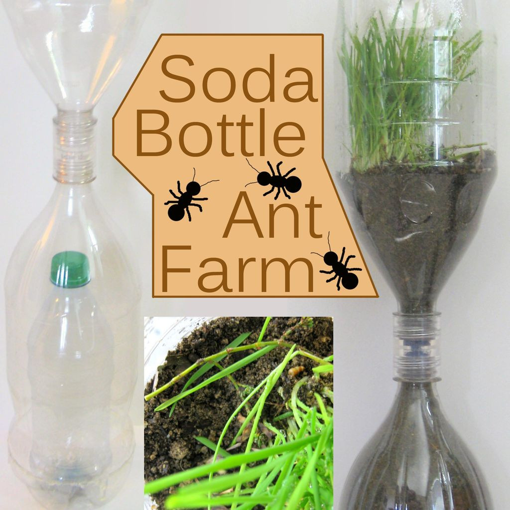 Best ideas about DIY Ant Farm
. Save or Pin Soda Bottle Ant Farm 10 Steps with Now.