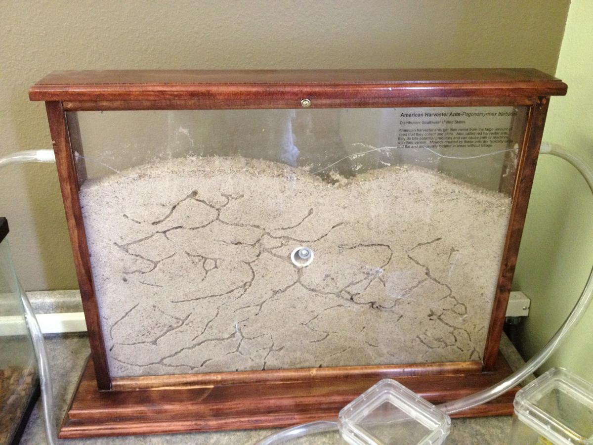 Best ideas about DIY Ant Farm
. Save or Pin Western Harvester Ants in the ant farm Now.