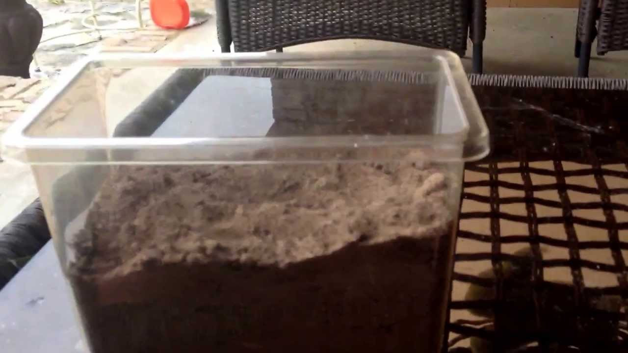 Best ideas about DIY Ant Farm
. Save or Pin My home made ant farm Now.