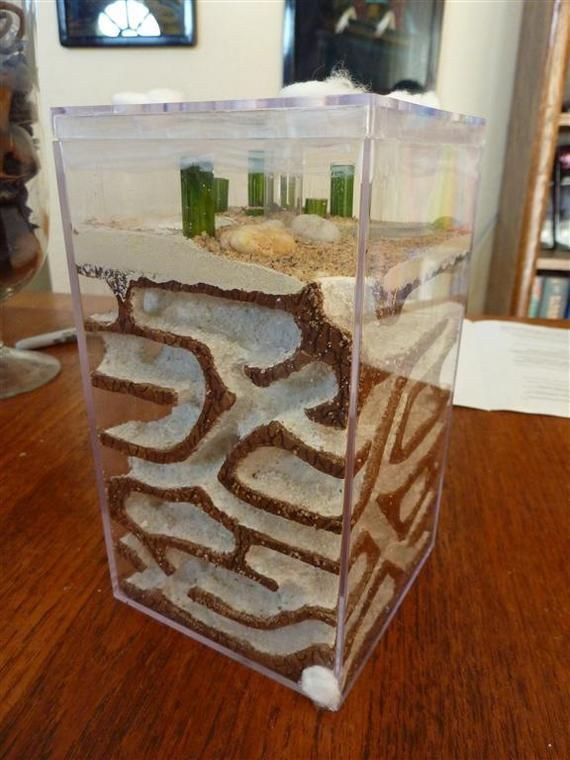 Best ideas about DIY Ant Farm
. Save or Pin 17 best images about DIY Ant Farm on Pinterest Now.