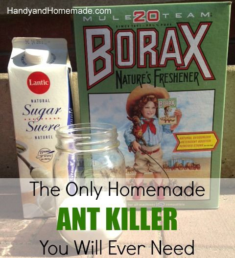 Best ideas about DIY Ant Killer
. Save or Pin 17 Best images about insect removal on Pinterest Now.