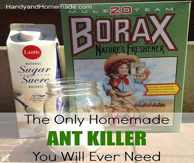 Best ideas about DIY Ant Killer
. Save or Pin DIY Ant Killer Now.