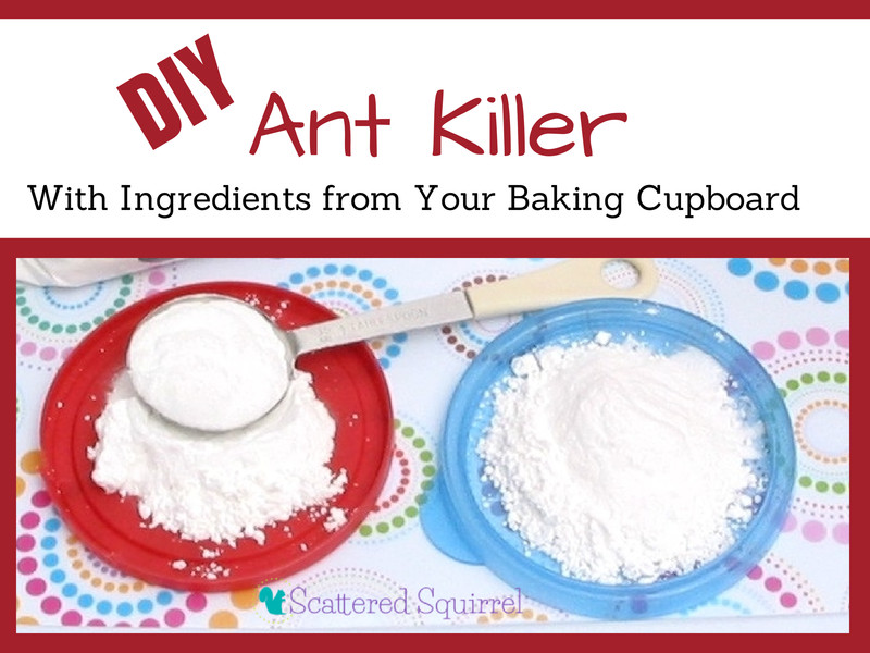 Best ideas about DIY Ant Killer
. Save or Pin Say So Long to Ants with this Easy DIY Ant Killer Now.