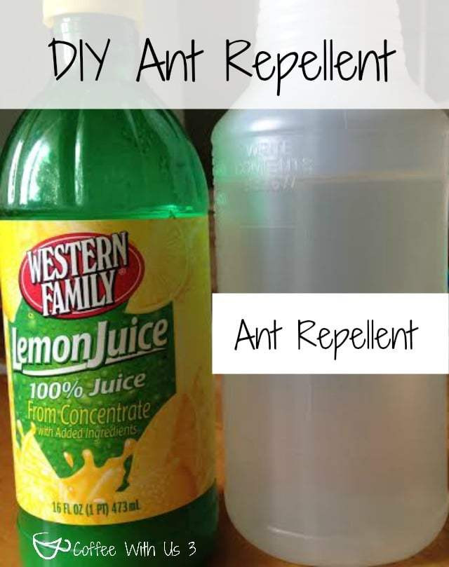 Best ideas about DIY Ant Repellent
. Save or Pin DIY Ant Spray & Ant Repellent Coffee With Us 3 Now.