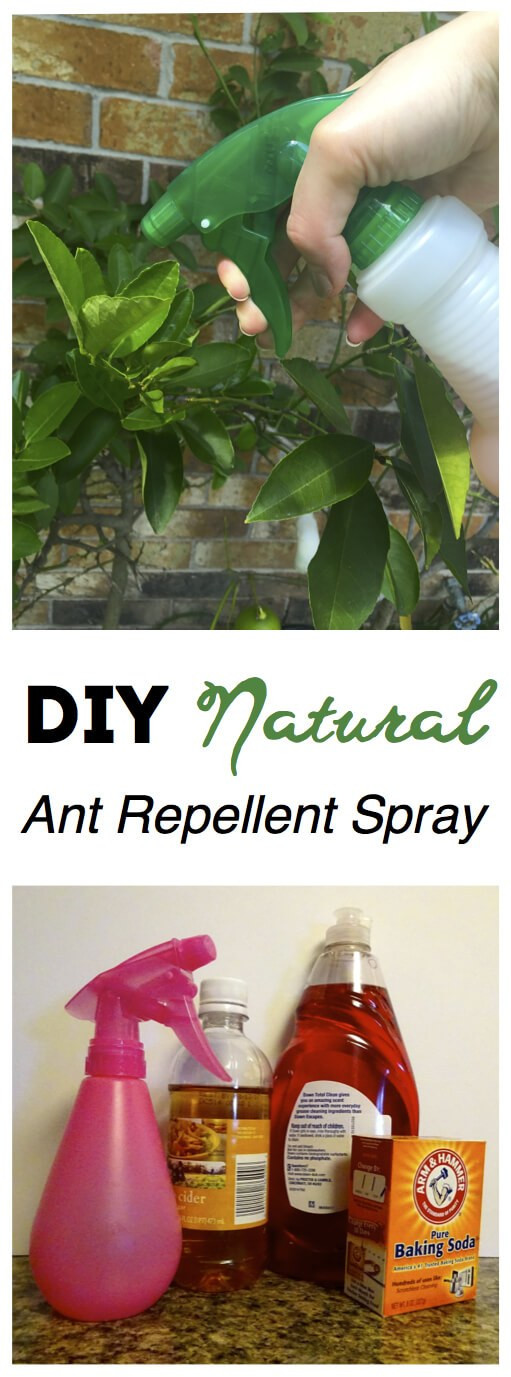 Best ideas about DIY Ant Repellent
. Save or Pin DIY Natural Ant Repellent Spray The Soccer Mom Blog Now.