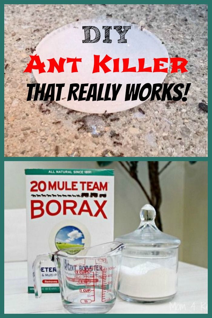 Best ideas about DIY Ant Repellent
. Save or Pin DIY Ant Killer that Really Works DIY Now.